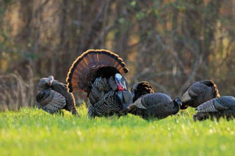 best turkey scopes