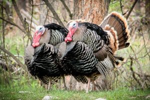 turkey hunting tips